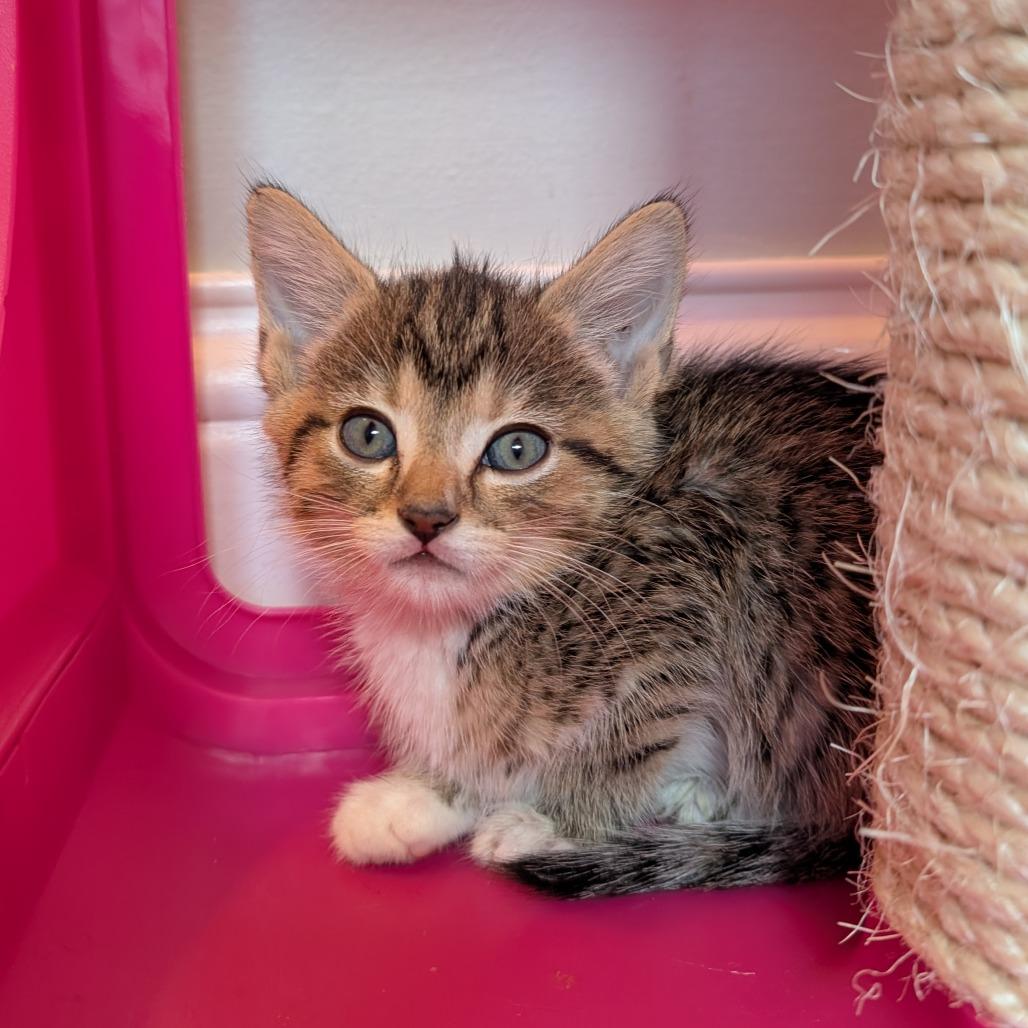 Enlarge Miranda, a Adoptable Domestic Short Hair in Lexington, KY image 1/2