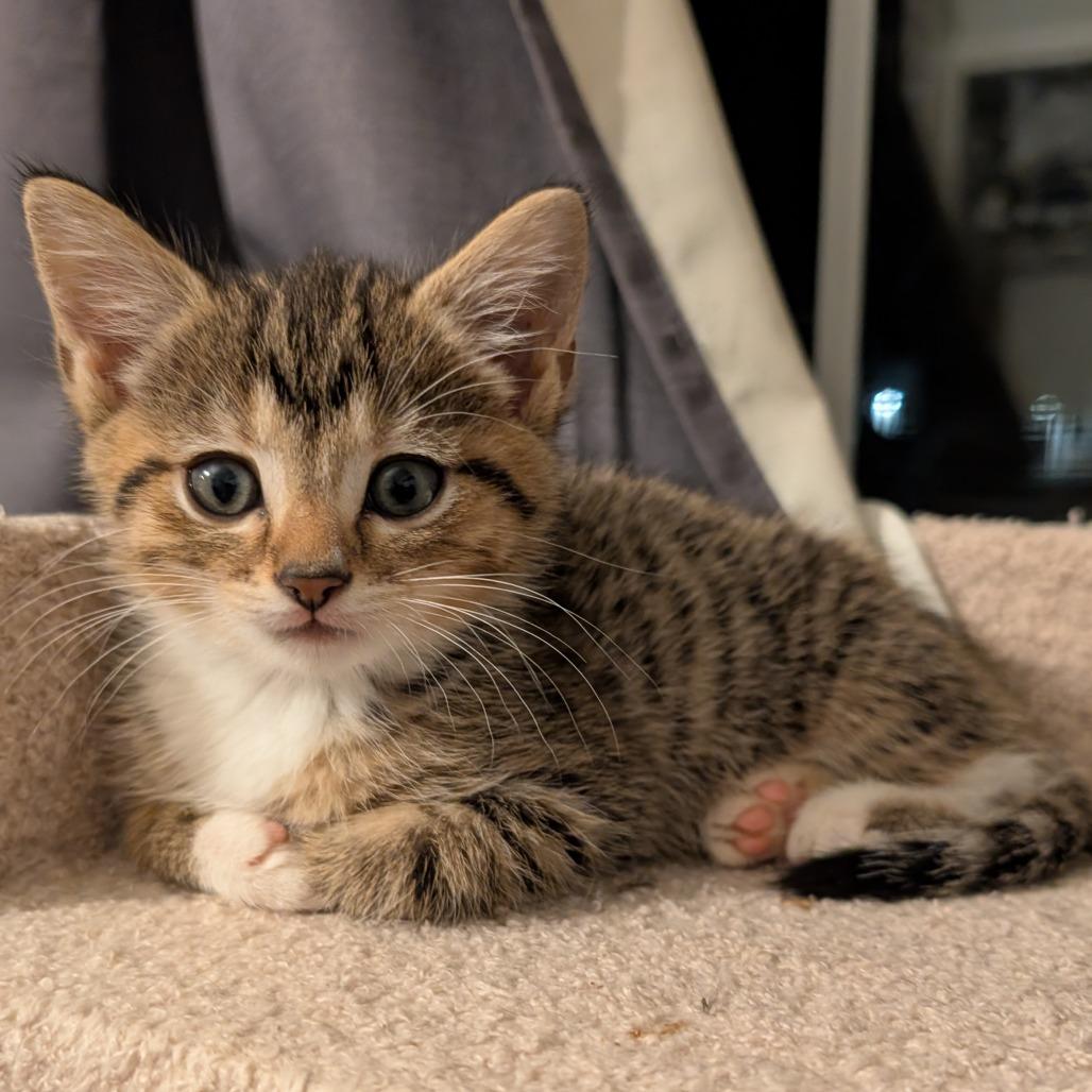 Enlarge Miranda, a Adoptable Domestic Short Hair in Lexington, KY image 2/2