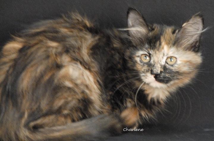 Radish, adopted, Kitten Female Calico & Domestic Medium Hair.