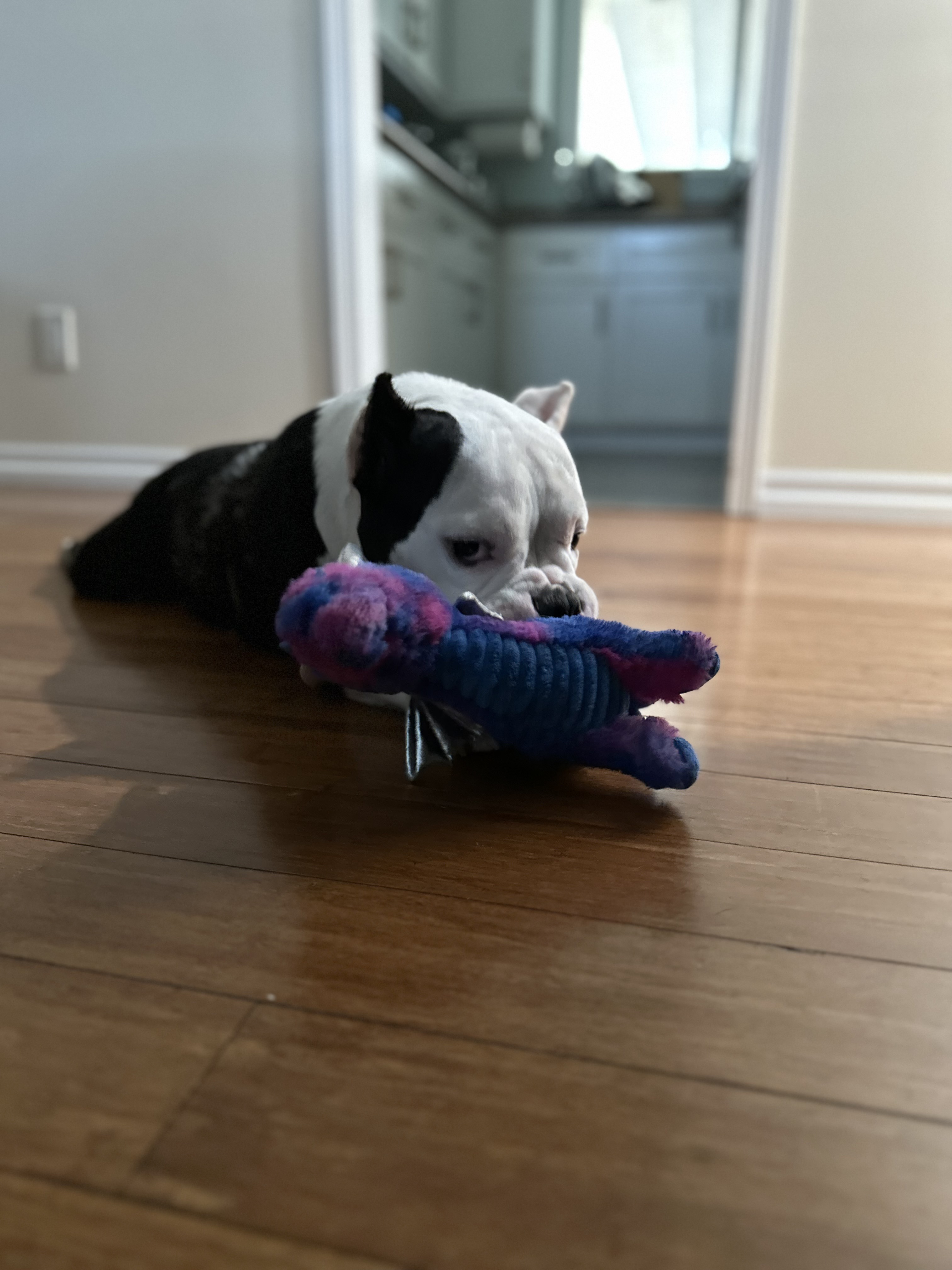 Enlarge Peaches, a Adopted American Bully in Redmond, OR image 2/4