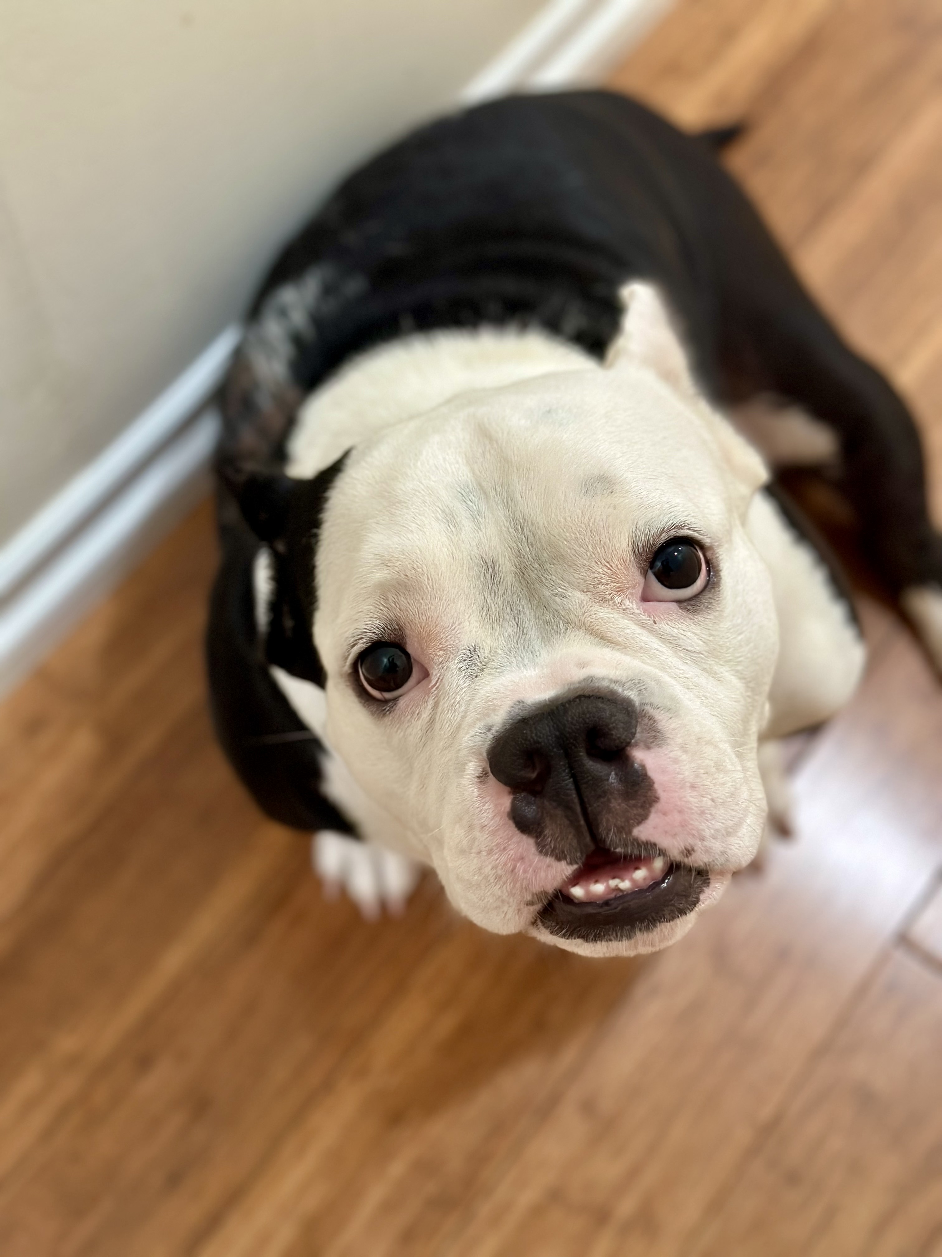 Peaches, Adopted, Adult Female American Bully.