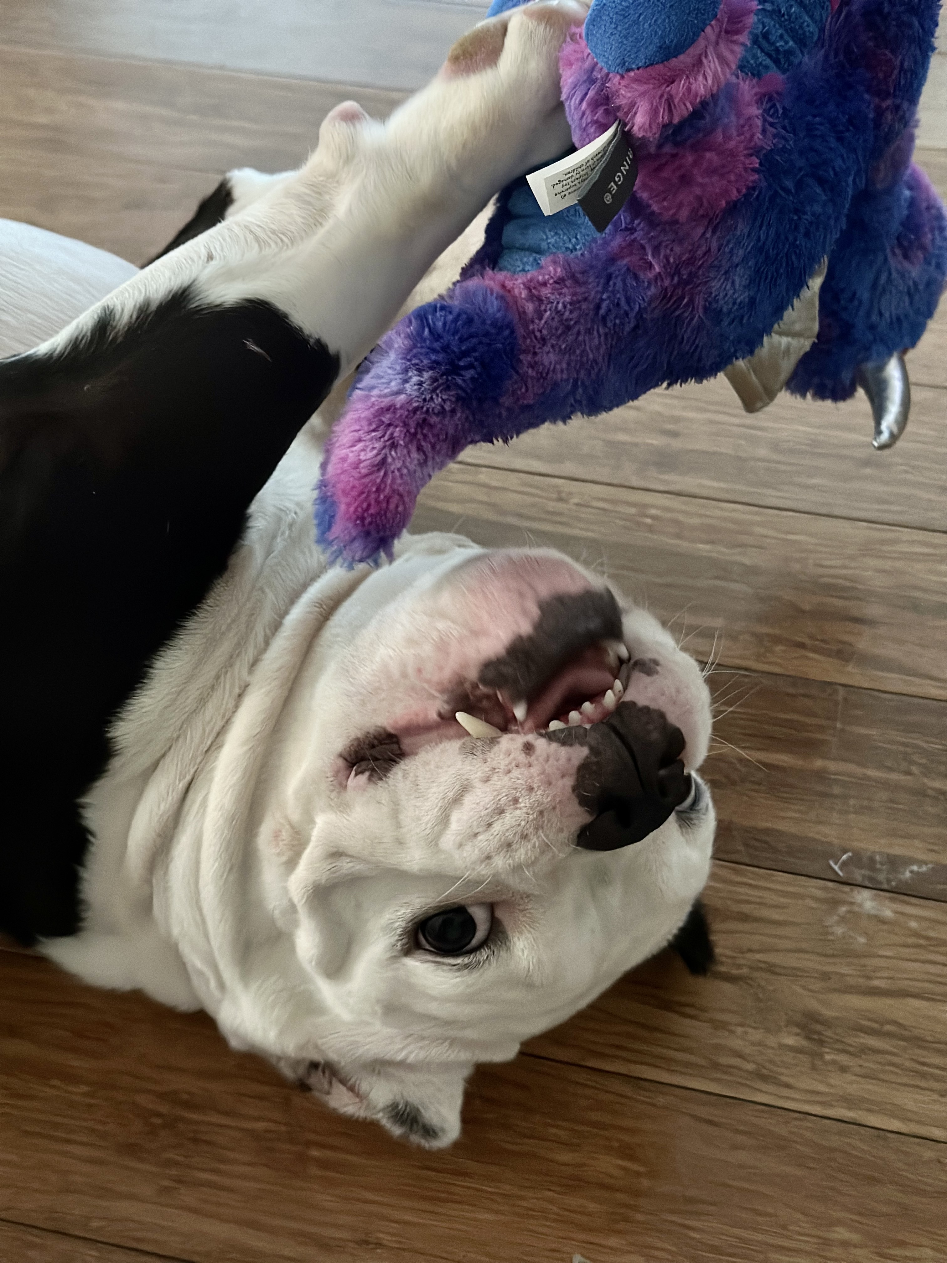 Enlarge Peaches, a Adopted American Bully in Redmond, OR image 3/4