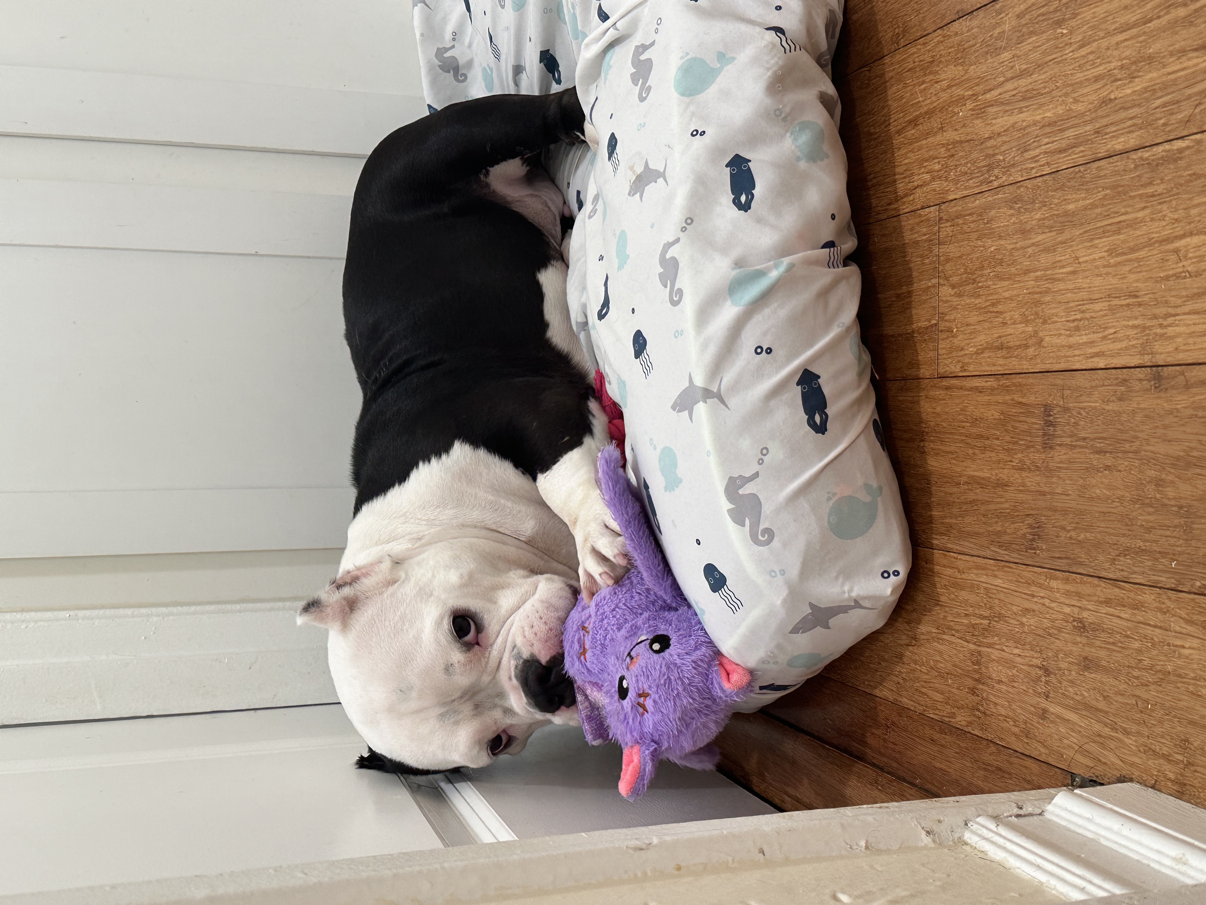 Enlarge Peaches, a Adopted American Bully in Redmond, OR image 4/4