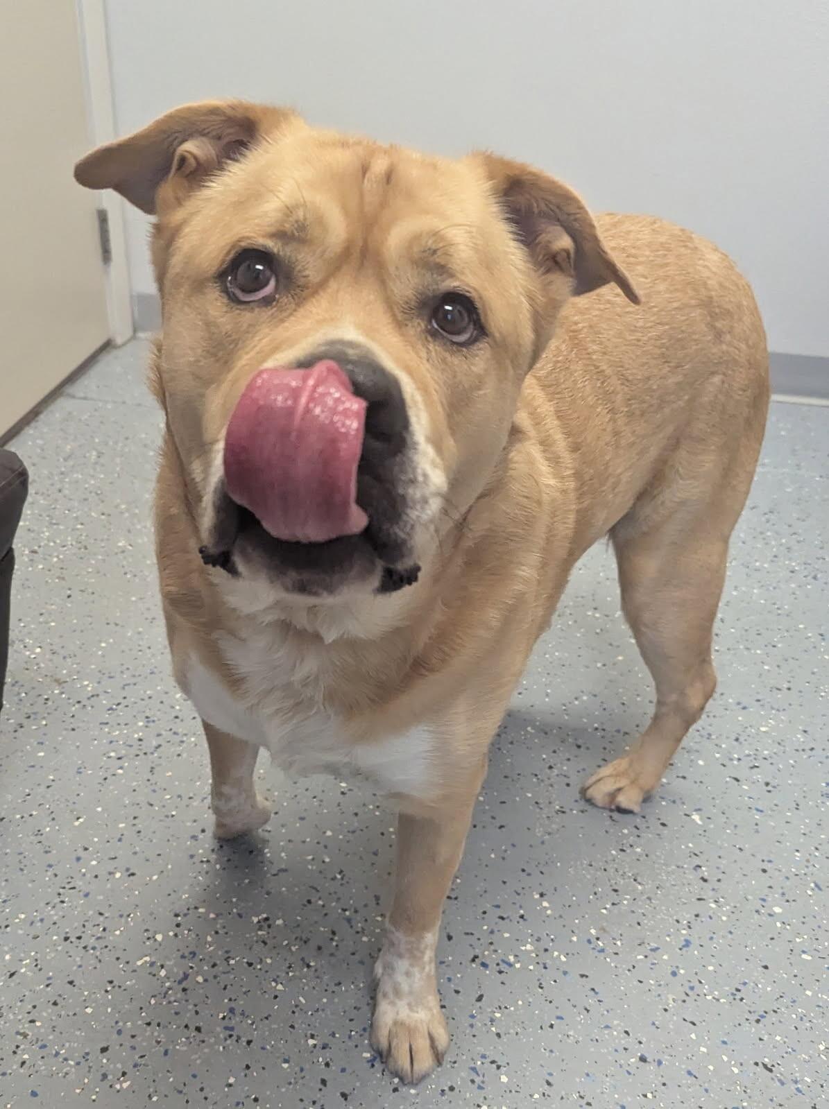 Scooby, a Adoptable mixed breed in Yankton, SD image 1/6