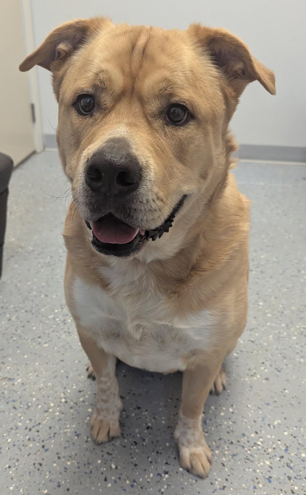 Scooby, a Adoptable mixed breed in Yankton, SD image 2/6