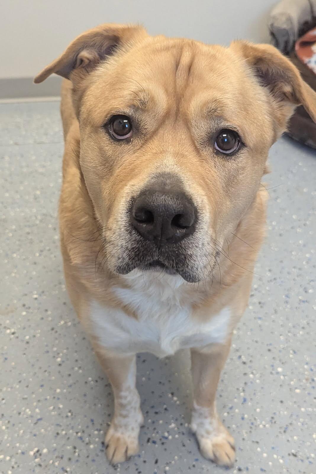 Scooby, a Adoptable mixed breed in Yankton, SD image 3/6