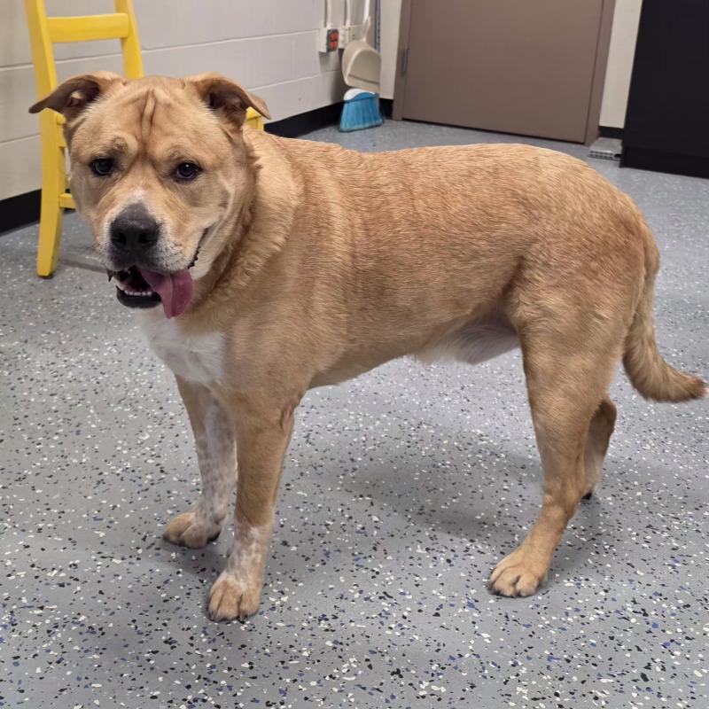 Scooby, a Adoptable mixed breed in Yankton, SD image 4/6