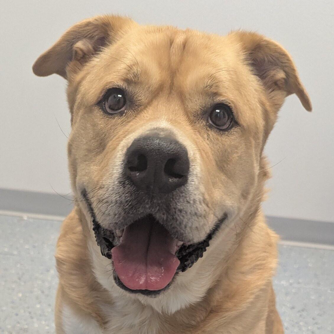 Scooby, a Adoptable mixed breed in Yankton, SD image 5/6