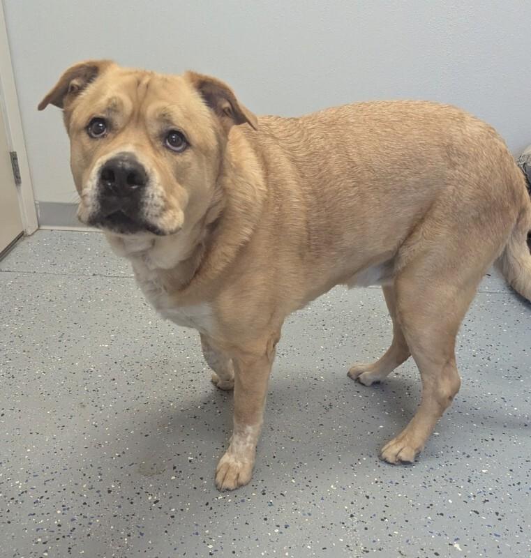 Scooby, a Adoptable mixed breed in Yankton, SD image 6/6