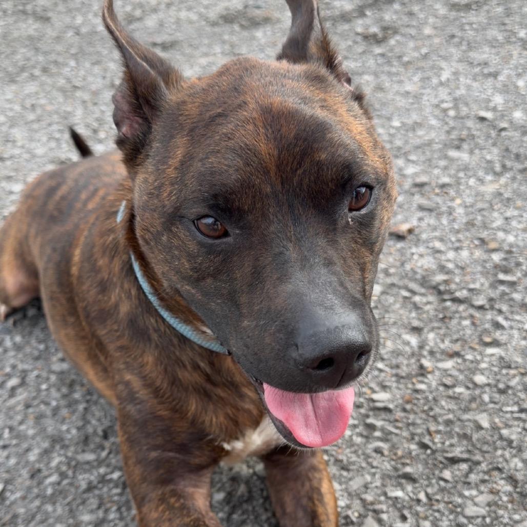 Brent, Adoptable, Adult Male Terrier.