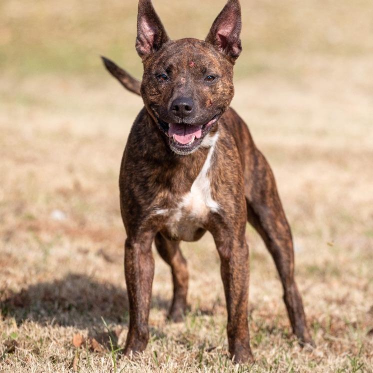 Brent, Adoptable, Adult Male Terrier.