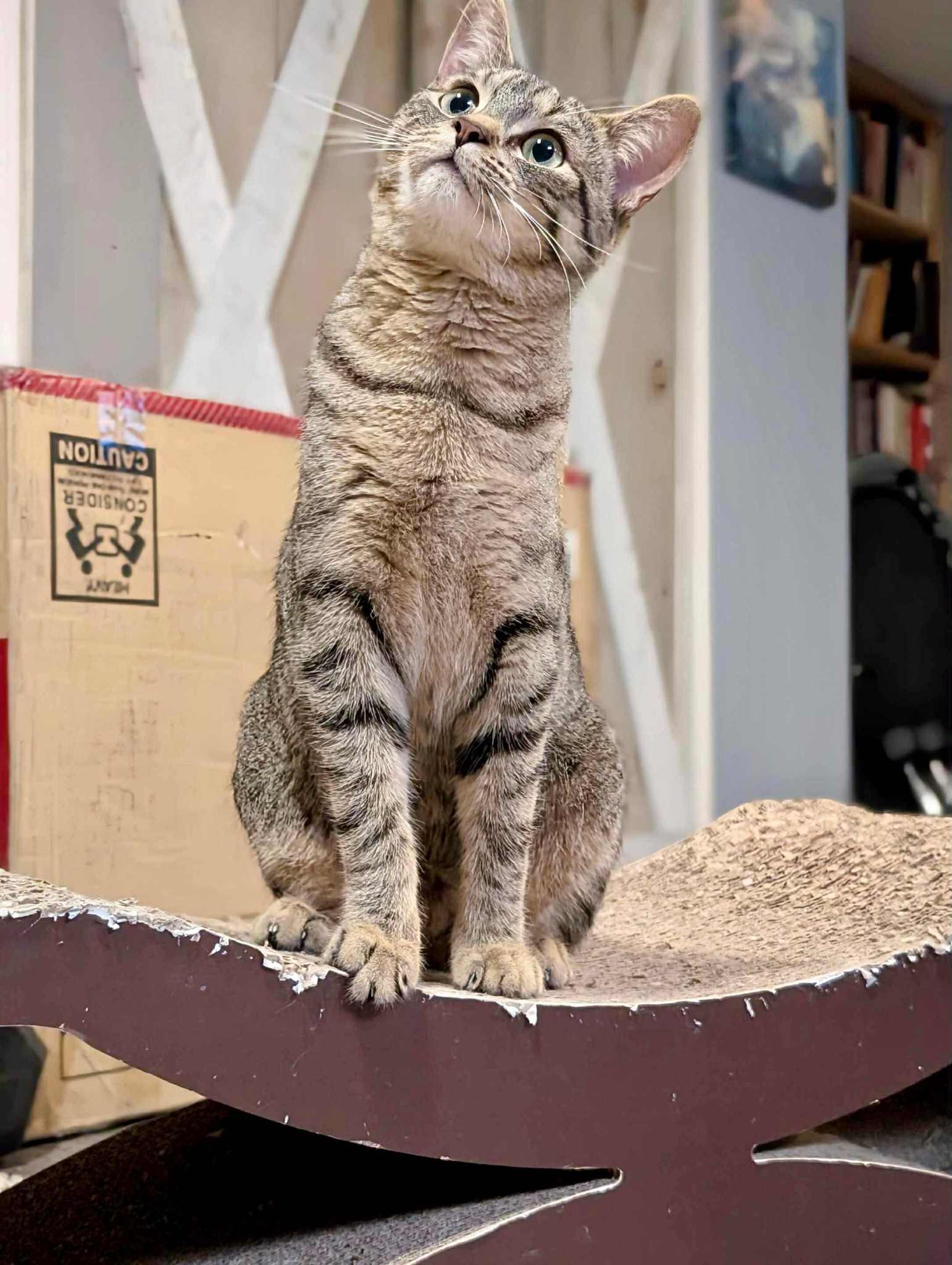 Maya Rudolph, an adoptable Domestic Short Hair in Winnipeg, MB, R3E 2Z9 | Photo Image 3