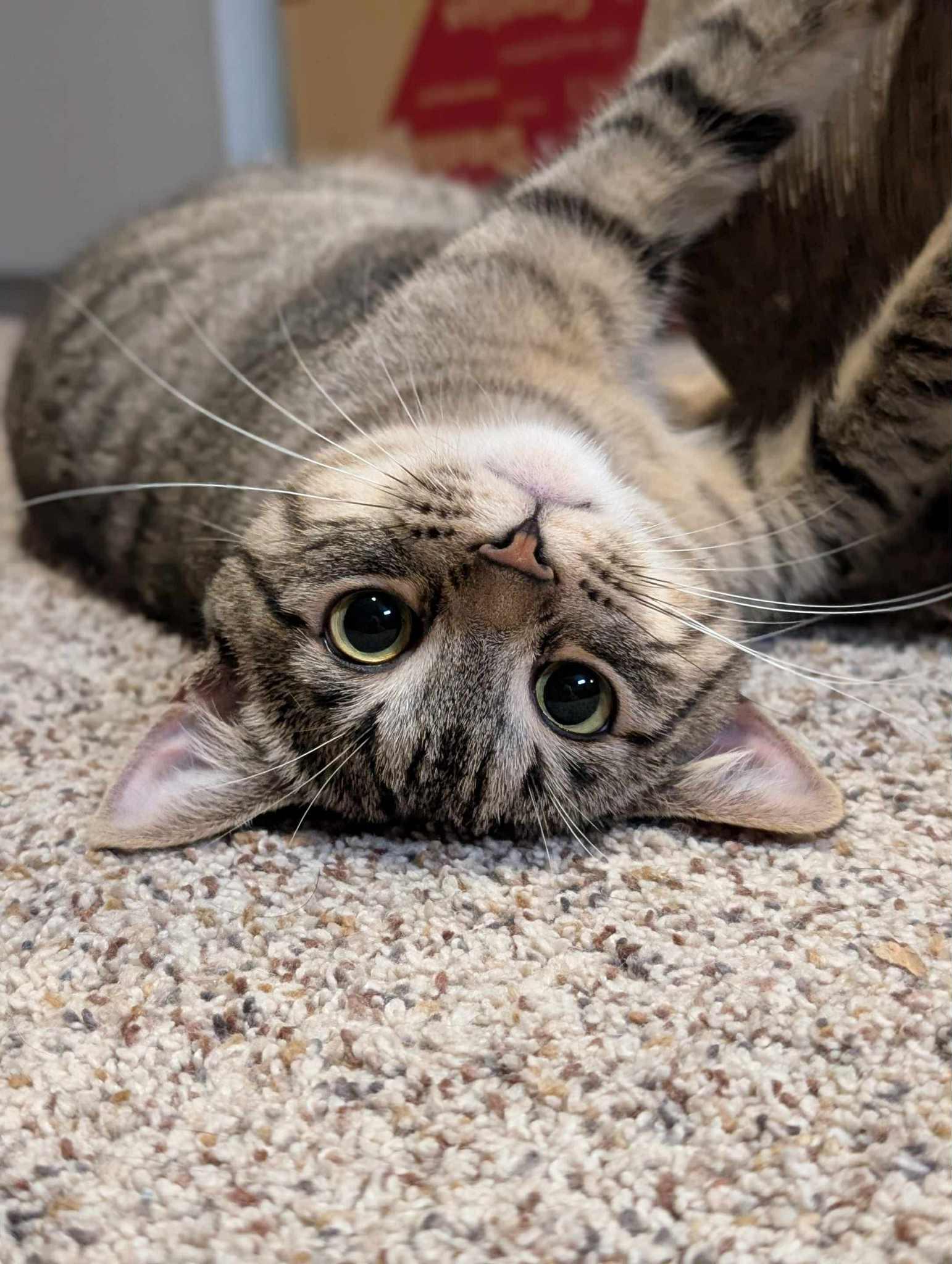 Maya Rudolph, an adoptable Domestic Short Hair in Winnipeg, MB, R3E 2Z9 | Photo Image 2