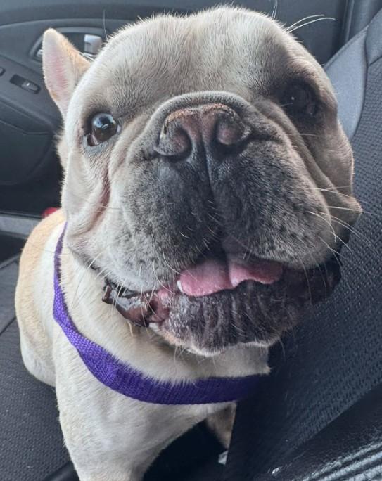 Enlarge Graham is looking for a foster home, a Adoptable French Bulldog in Providence, RI image 2/3
