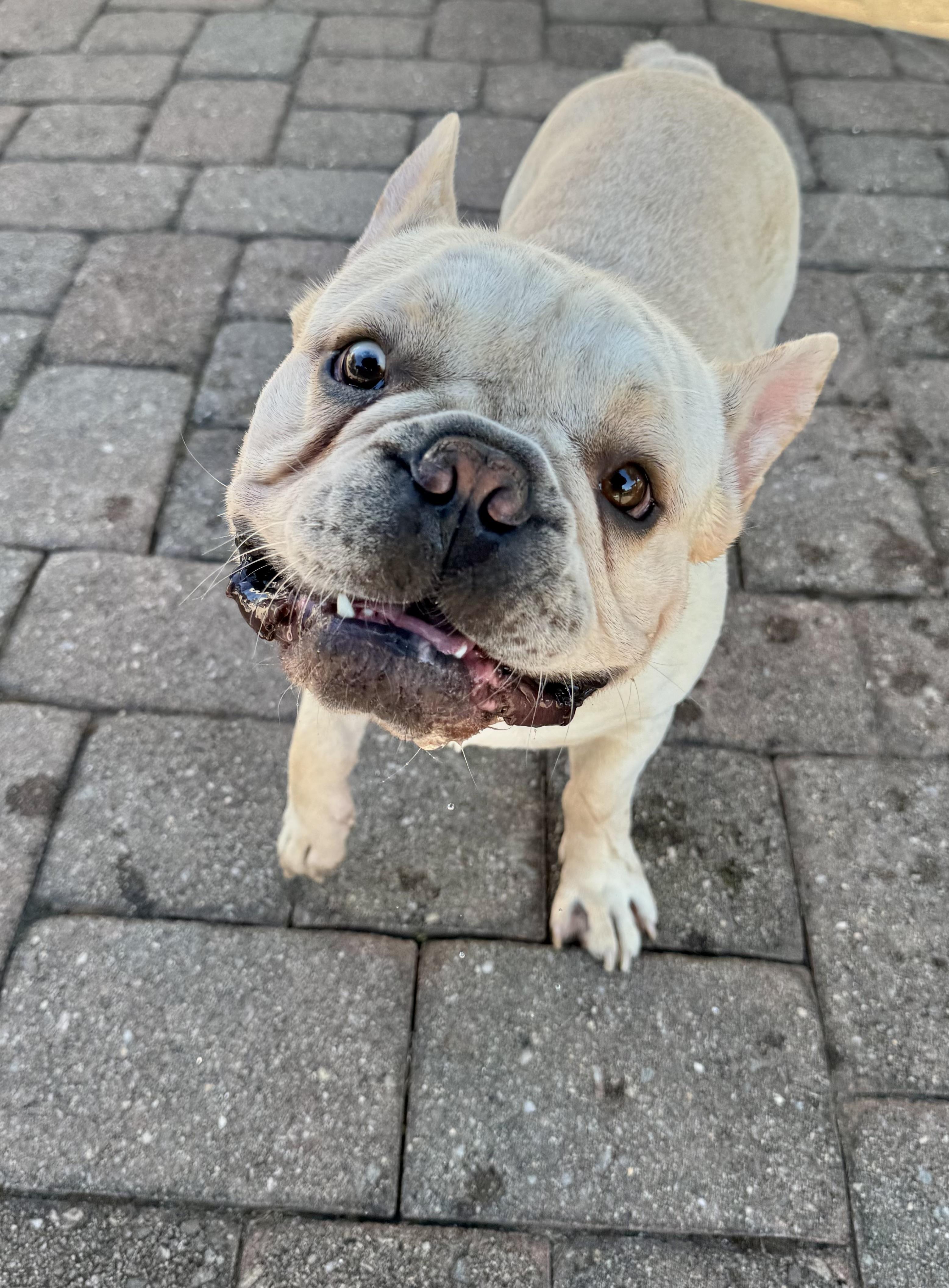 Graham is looking for a foster home, Adoptable, Young Male French Bulldog.
