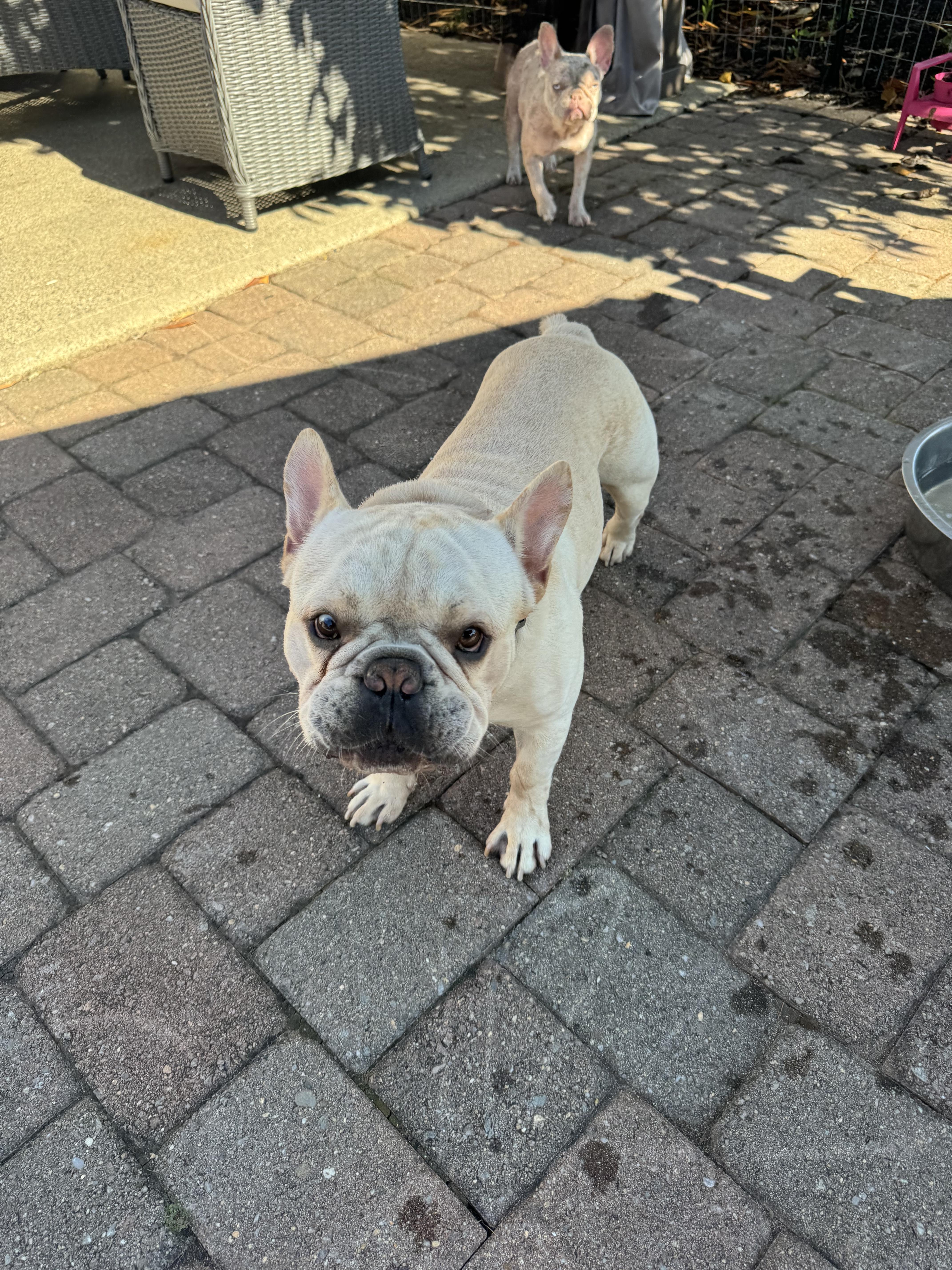 Enlarge Graham is looking for a foster home, a Adoptable French Bulldog in Providence, RI image 3/3