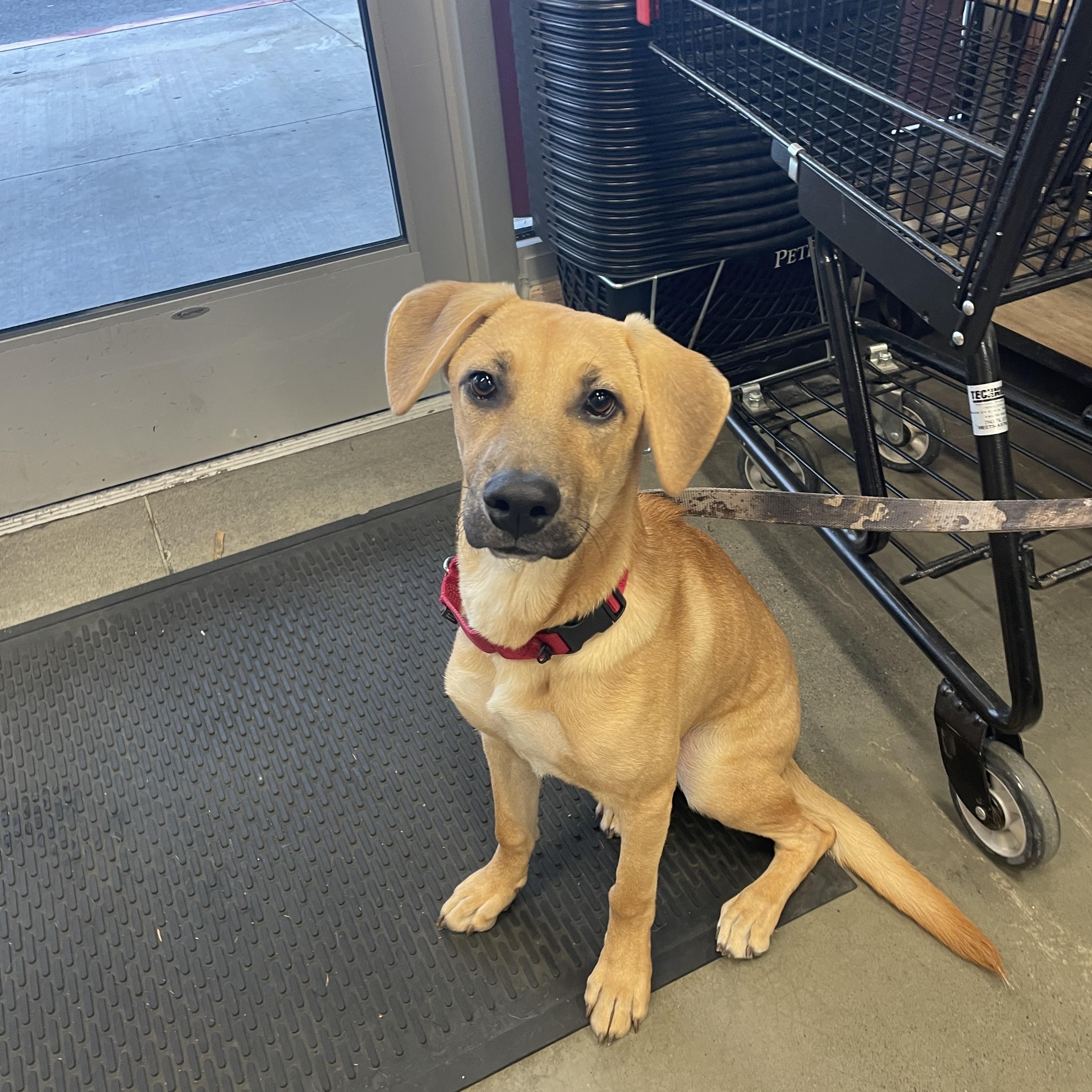 Enlarge Jack, an adopted mixed breed in COVINGTON, WA image 6/6
