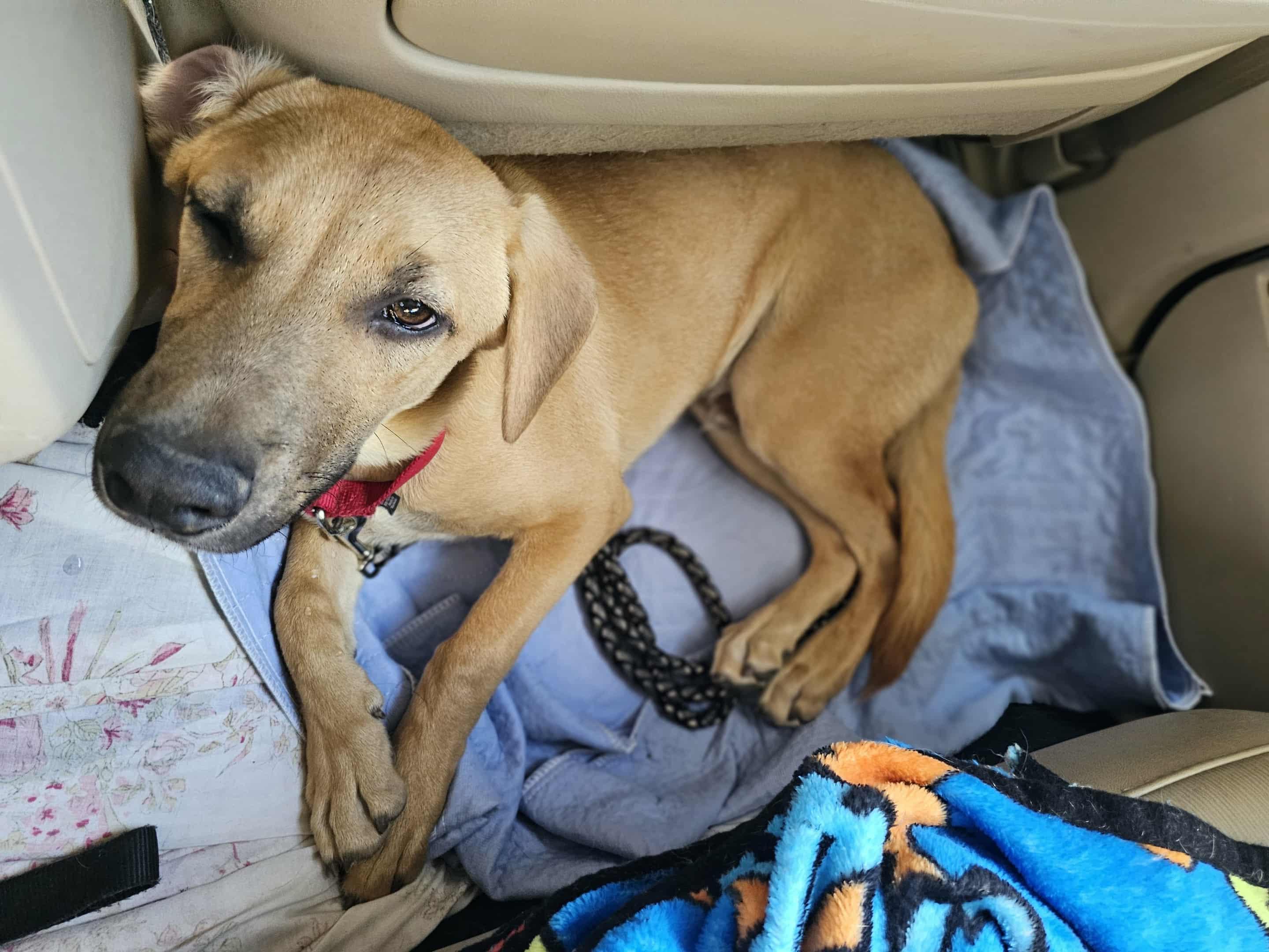 Enlarge Jack, an adopted mixed breed in COVINGTON, WA image 5/6