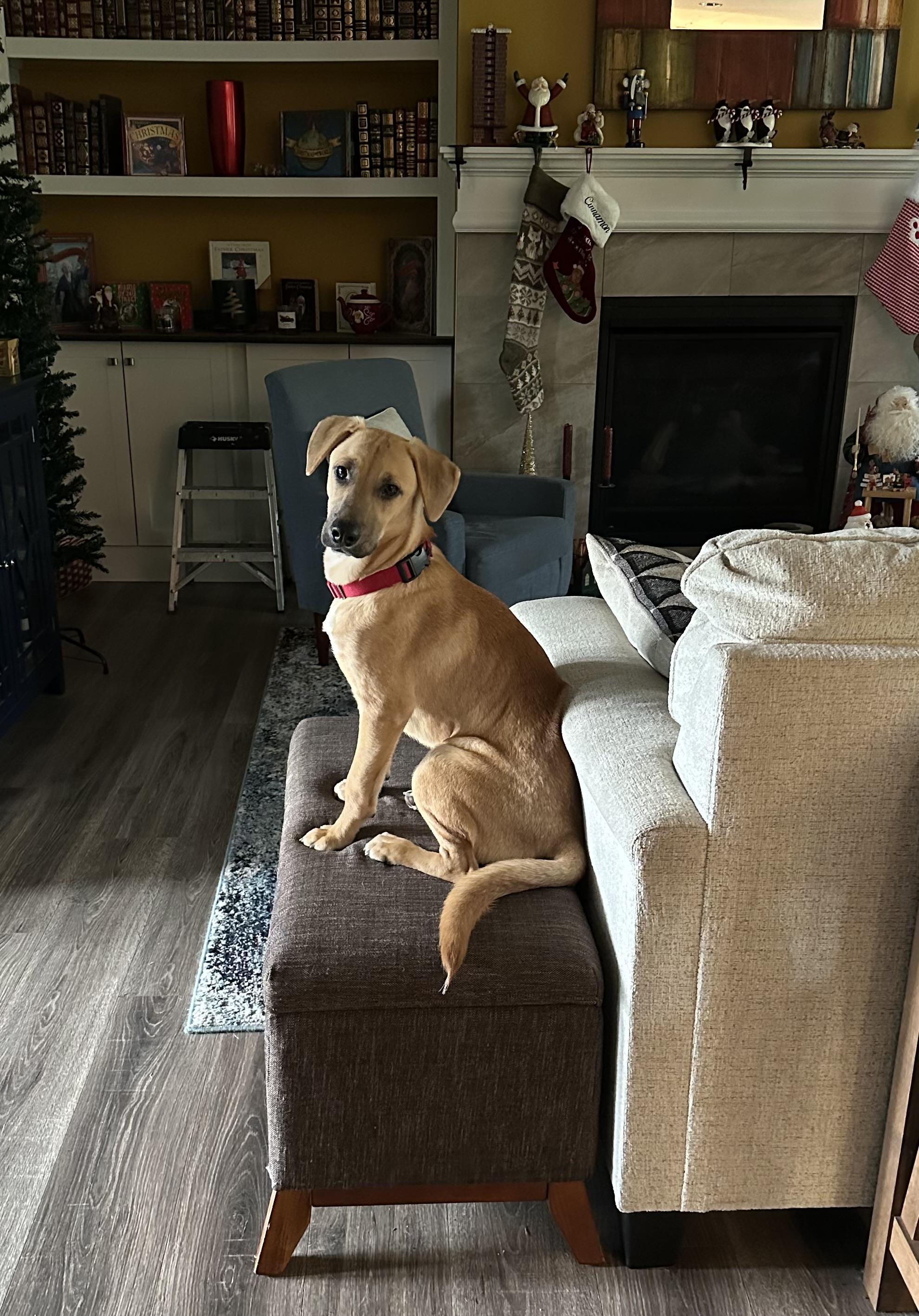 Enlarge Jack, an adopted mixed breed in COVINGTON, WA image 1/6