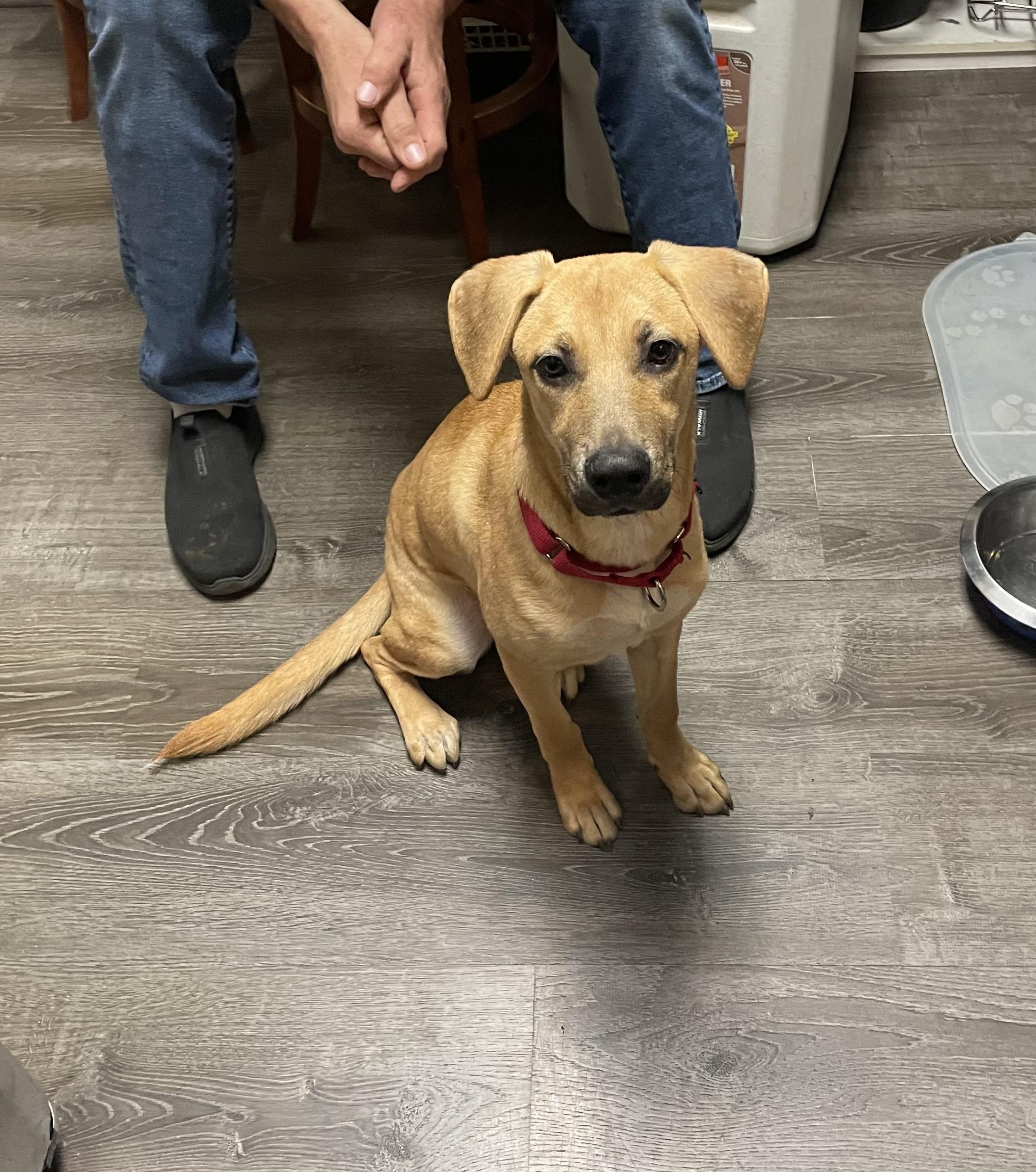 Enlarge Jack, an adopted mixed breed in COVINGTON, WA image 2/6