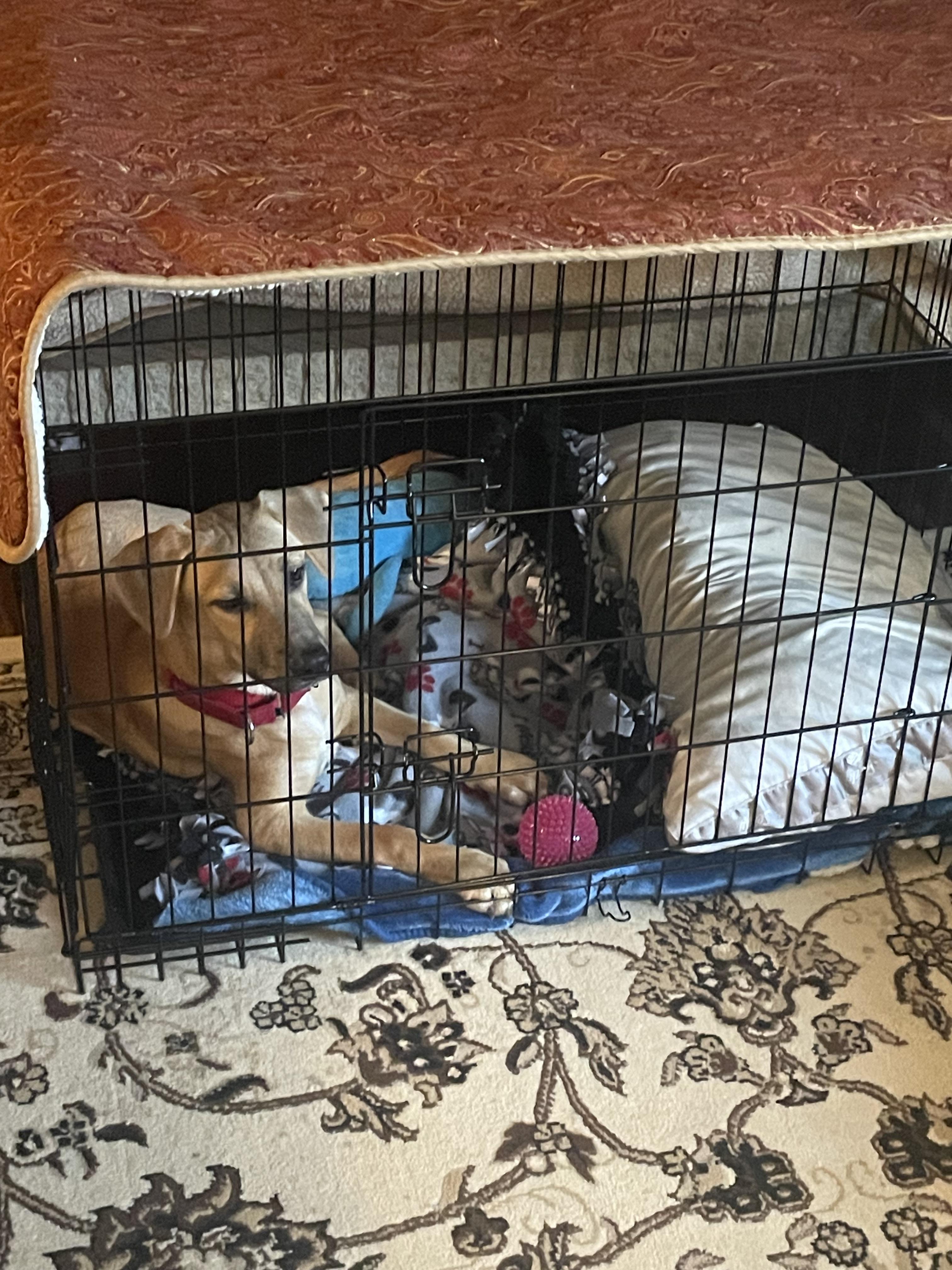 Enlarge Jack, an adopted mixed breed in COVINGTON, WA image 3/6