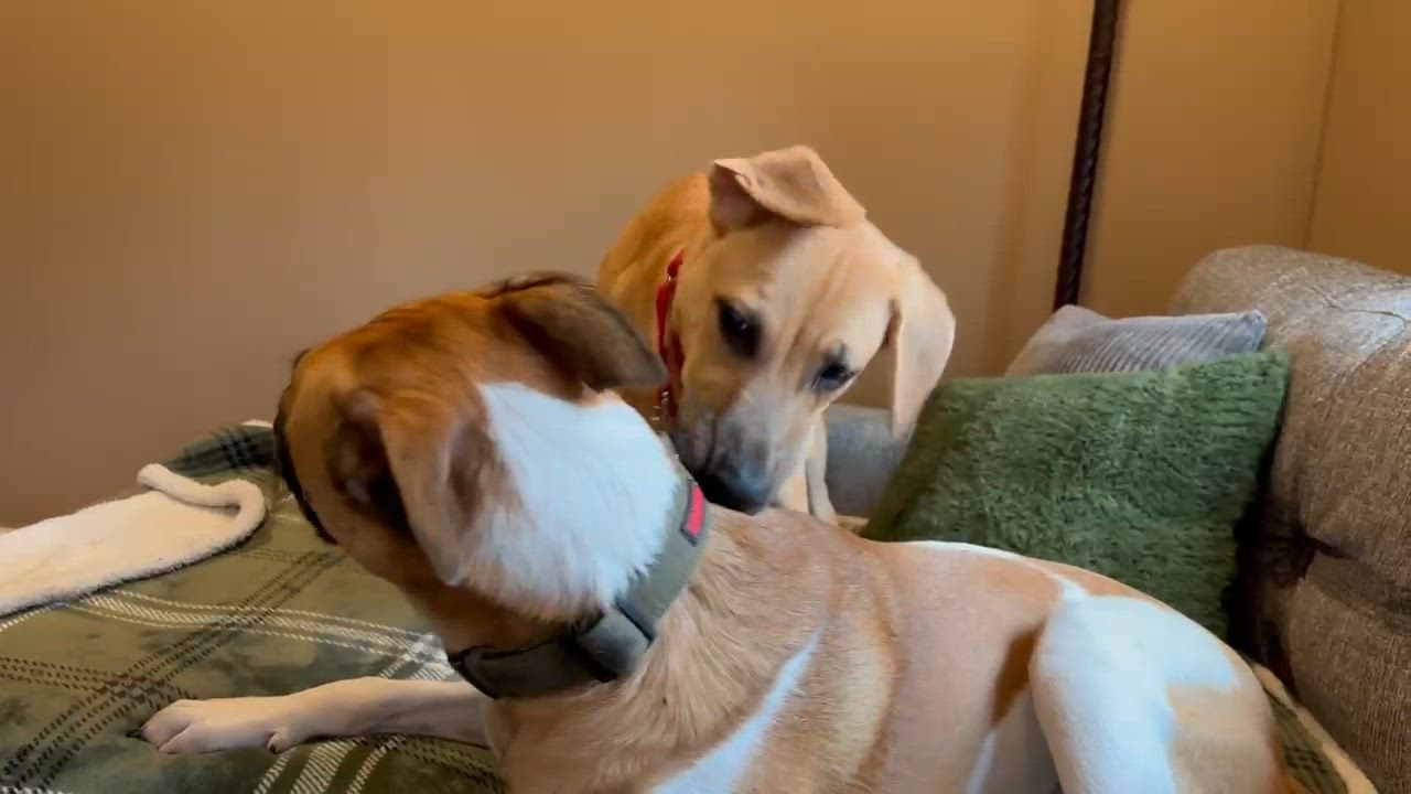 Enlarge Jack, an adopted mixed breed in COVINGTON, WA video 4/6