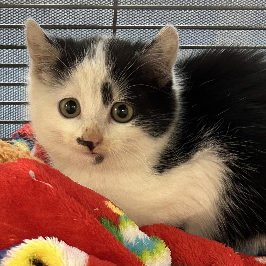 Mystic, Adoptable, Kitten Female Domestic Short Hair.