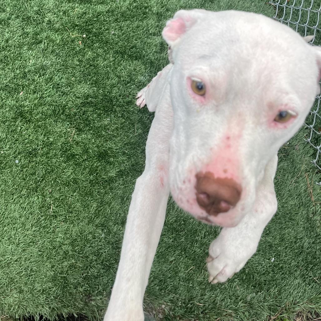 Enlarge Ivory, a Adoptable mixed breed in Richmond Hill, GA image 1/6