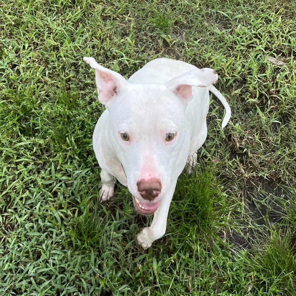 Enlarge Ivory, a Adoptable mixed breed in Richmond Hill, GA image 2/6