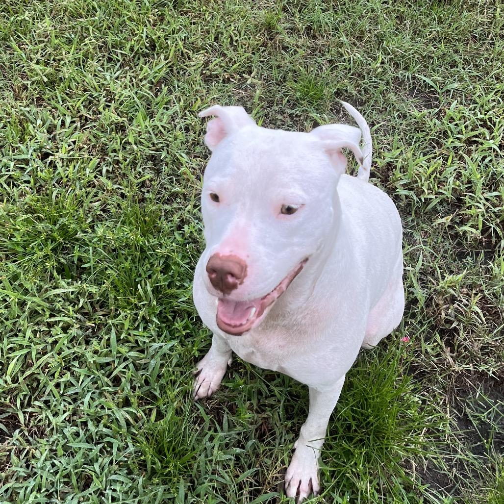 Enlarge Ivory, a Adoptable mixed breed in Richmond Hill, GA image 3/6
