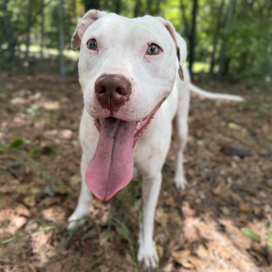 Enlarge Ivory, a Adoptable mixed breed in Richmond Hill, GA image 4/6