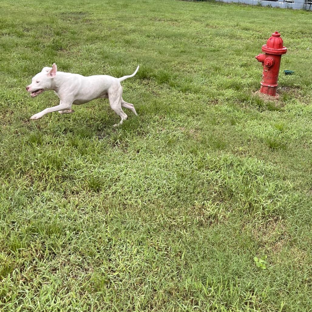 Enlarge Ivory, a Adoptable mixed breed in Richmond Hill, GA image 5/6