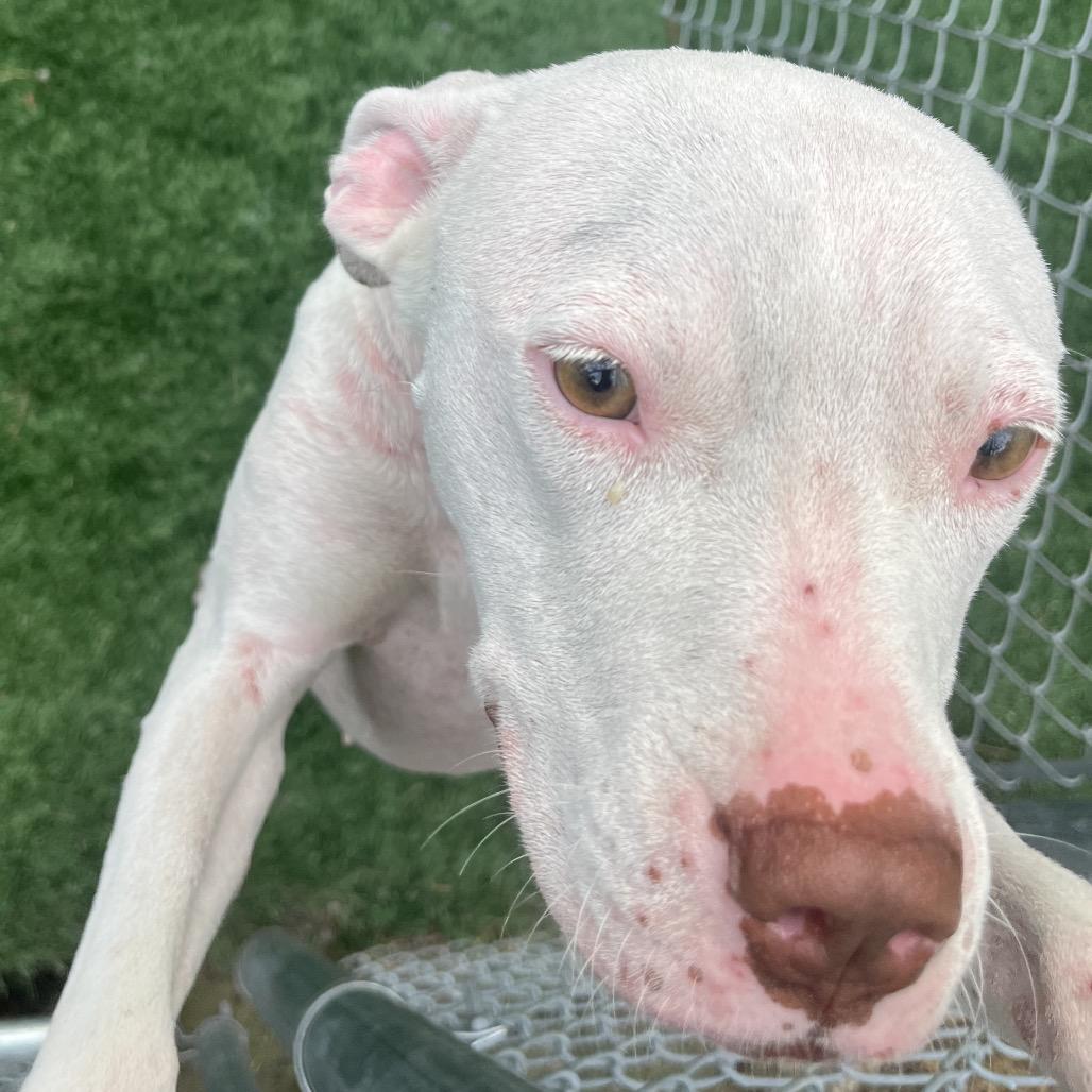 Enlarge Ivory, a Adoptable mixed breed in Richmond Hill, GA image 6/6