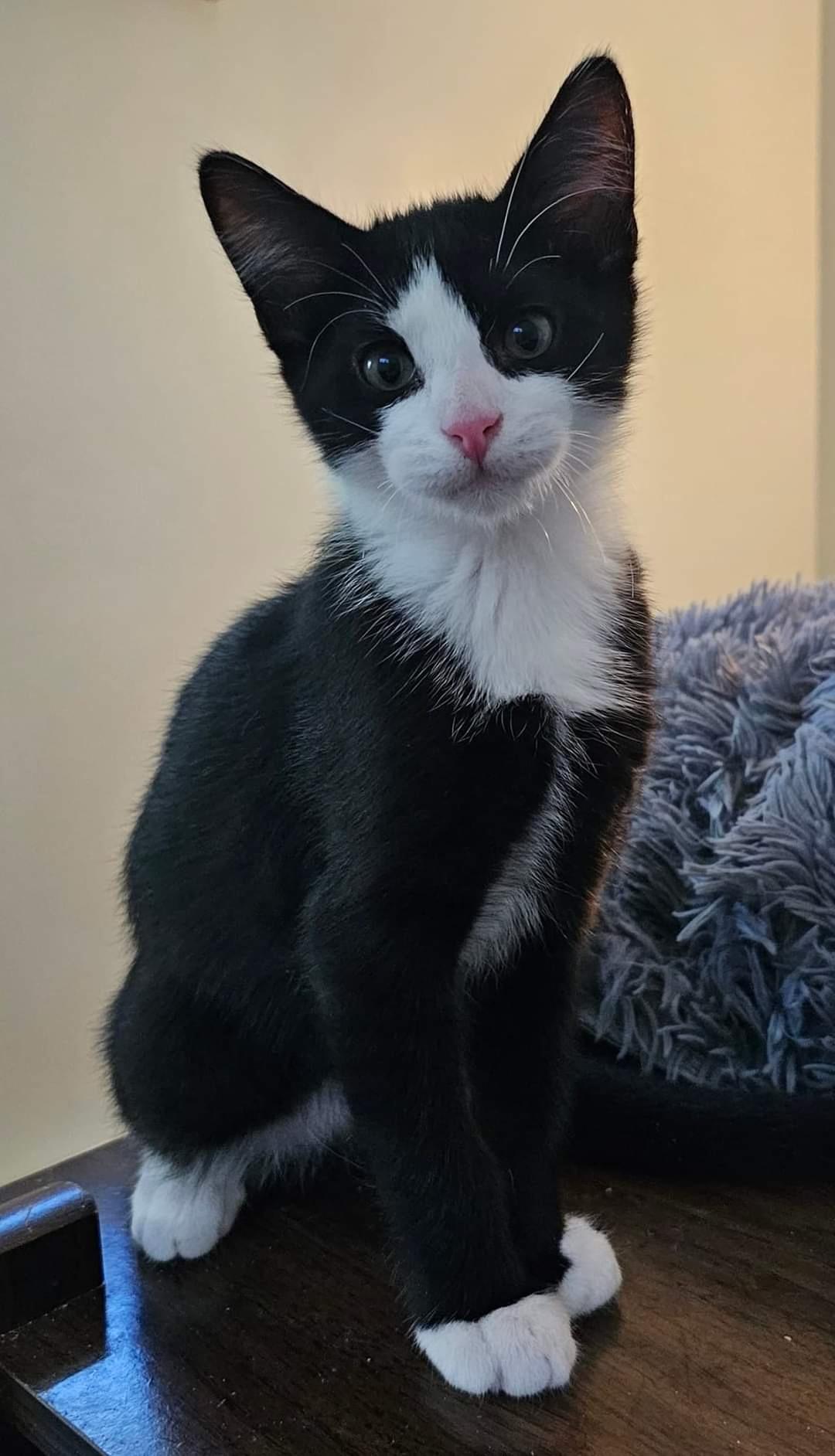 Georgie, Adoptable, Kitten Male Domestic Short Hair.