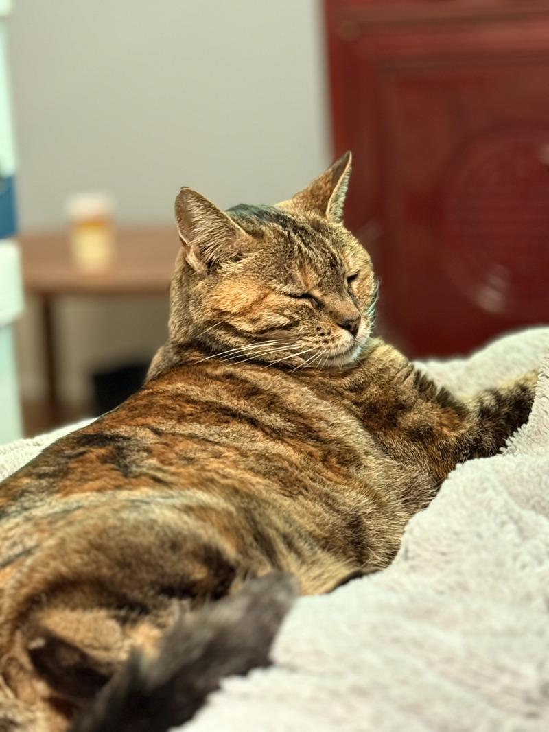 Amber, Adoptable, Adult Female Domestic Short Hair.