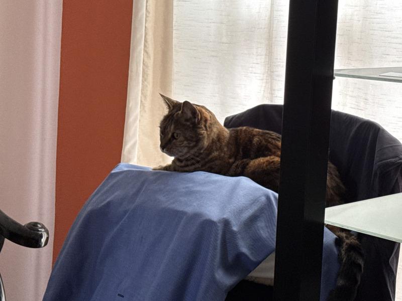 Amber, a Adoptable Domestic Short Hair in Adrian, MI image 2/5