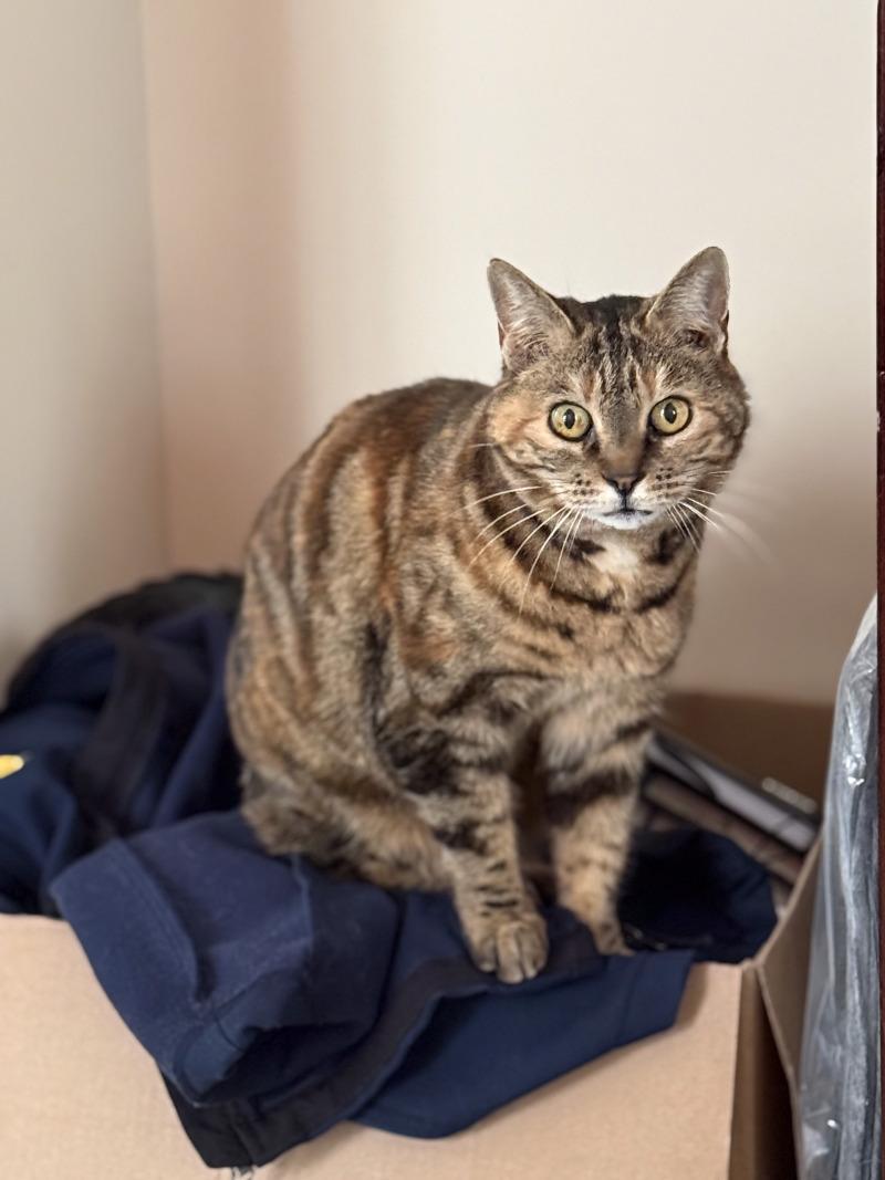 Amber, a Adoptable Domestic Short Hair in Adrian, MI image 3/5