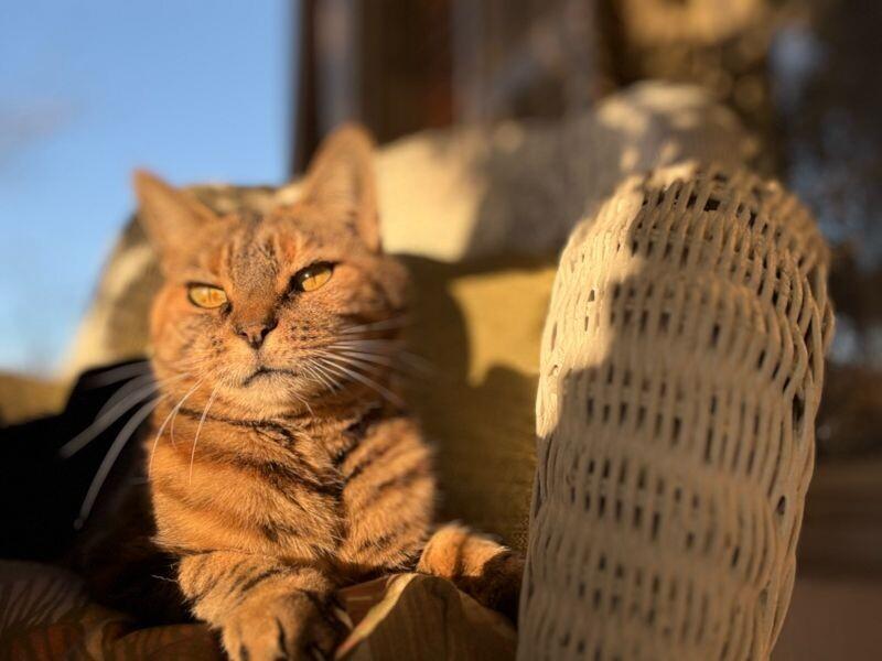 Amber, a Adoptable Domestic Short Hair in Adrian, MI image 4/5