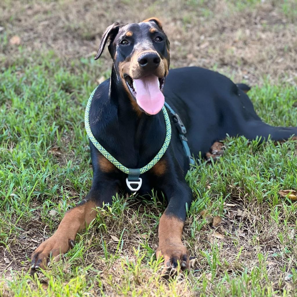 Toby Bean, Adoptable, Adult Male Doberman Pinscher.