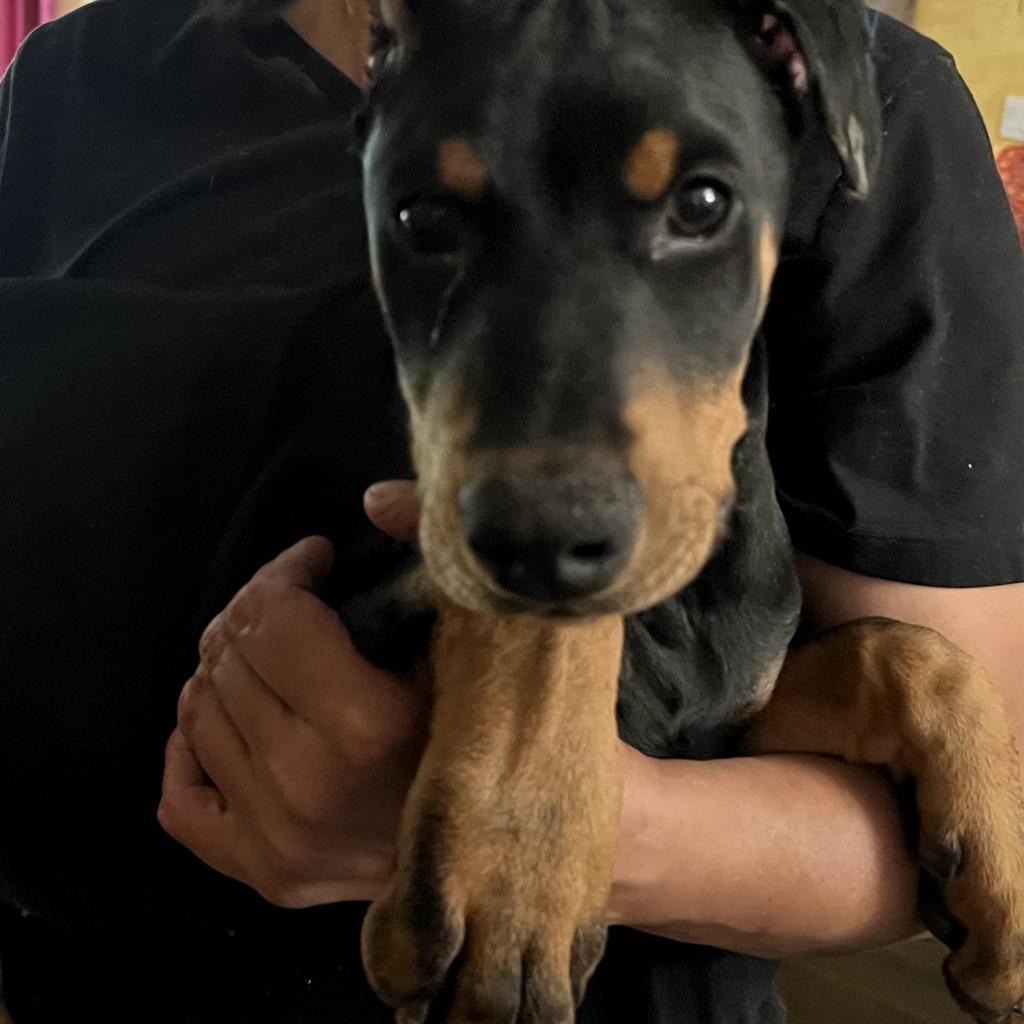 Enlarge Toby Bean, a Adoptable Doberman Pinscher in Chatsworth, CA image 2/2