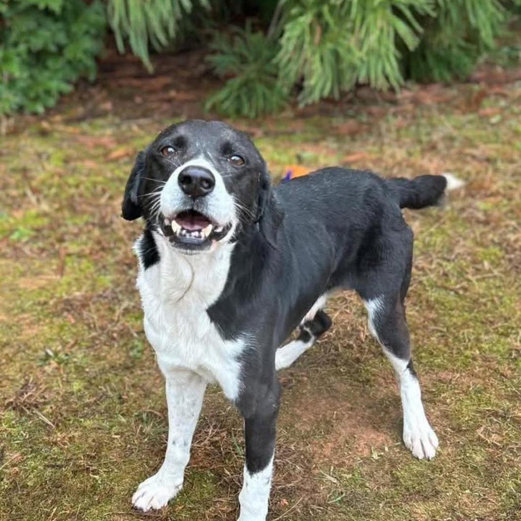 Mater, Adoptable, Senior Male Shepherd.