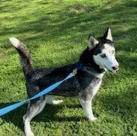 Enlarge Cypress, a Adoptable Husky in Dallas, TX image 6/6