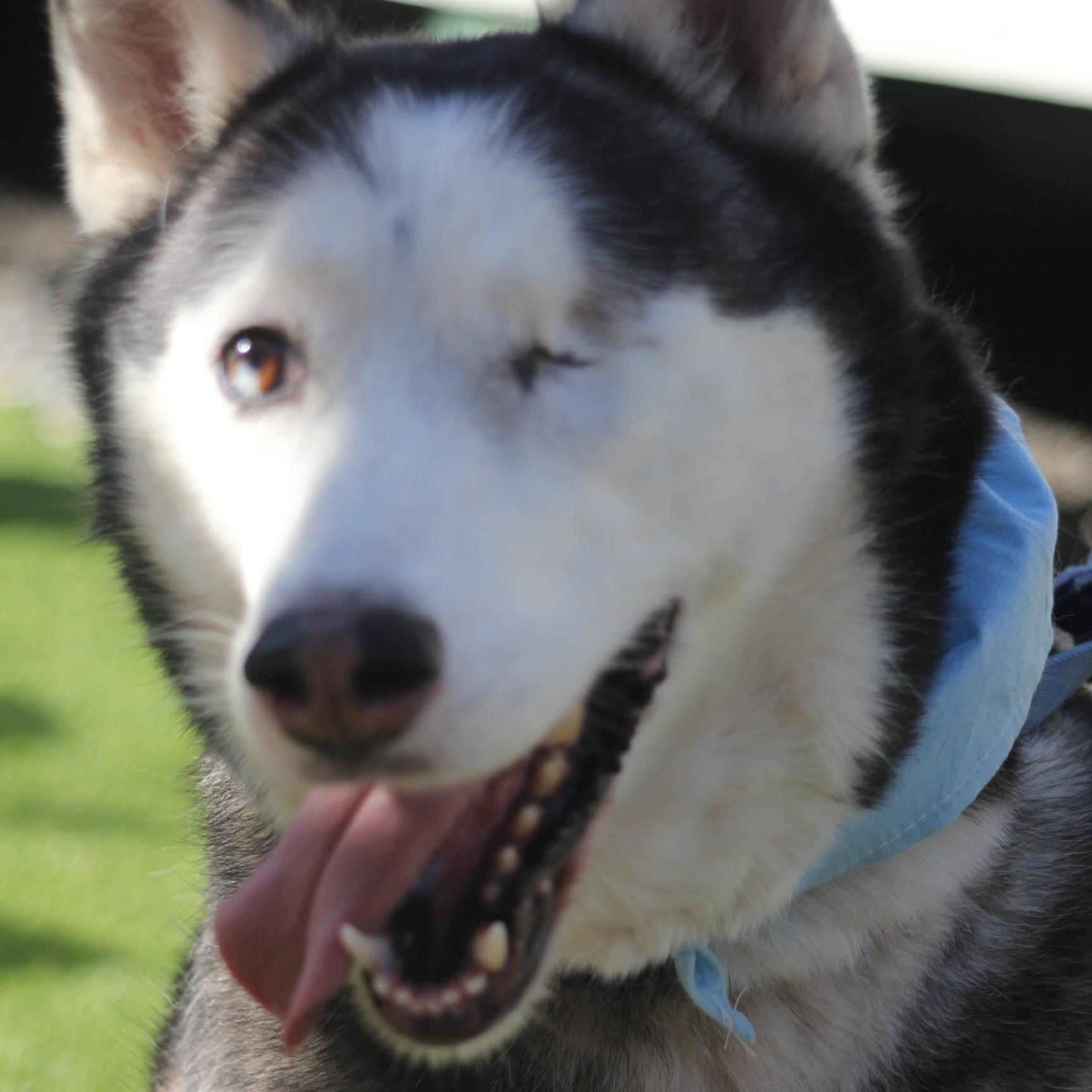 Enlarge Cypress, a Adoptable Husky in Dallas, TX image 1/6