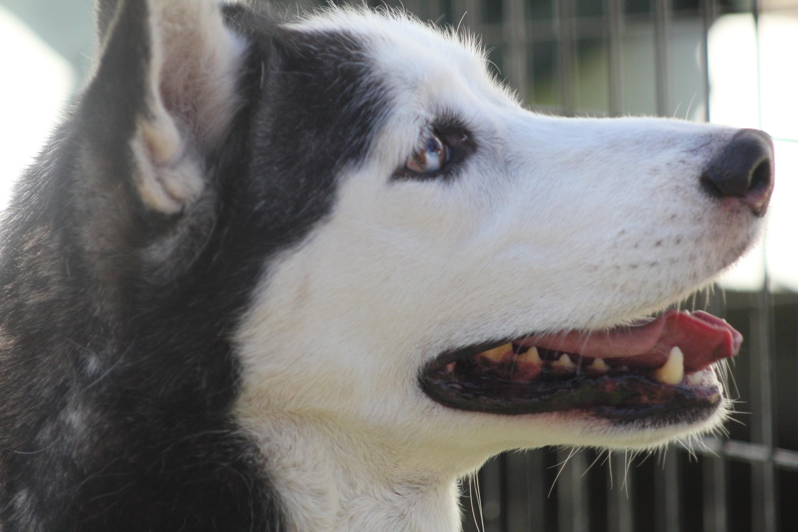 Enlarge Cypress, a Adoptable Husky in Dallas, TX image 2/6