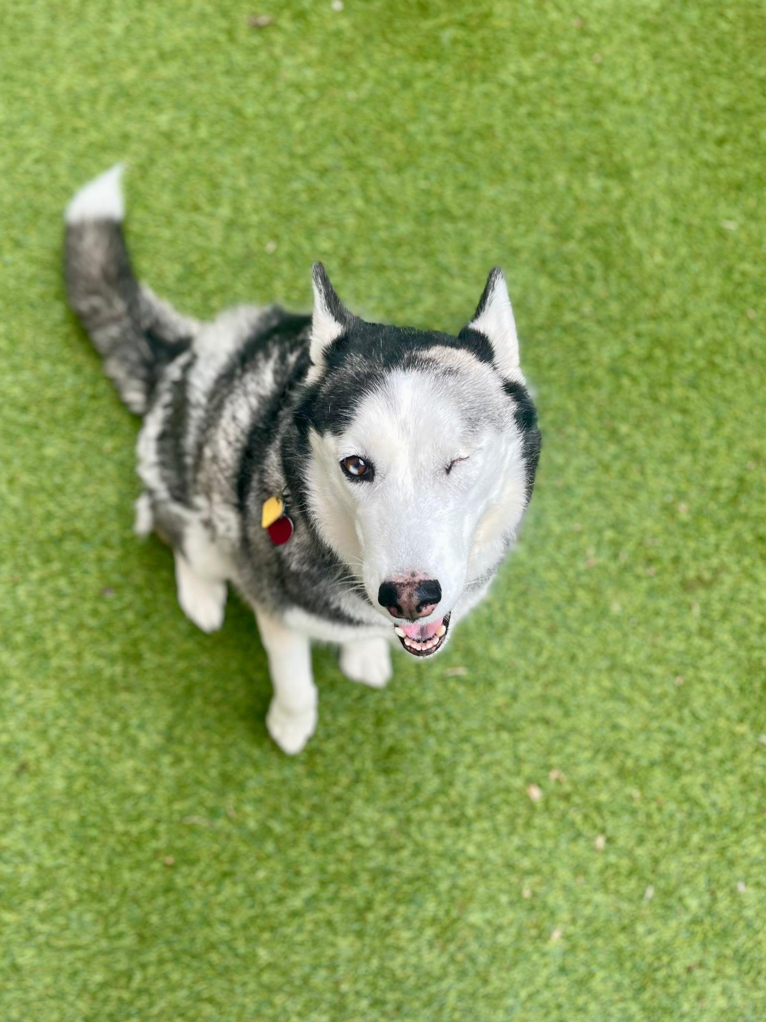 Enlarge Cypress, a Adoptable Husky in Dallas, TX image 3/6