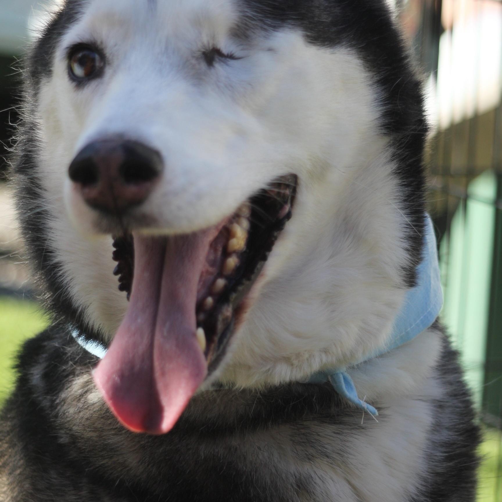 Enlarge Cypress, a Adoptable Husky in Dallas, TX image 4/6