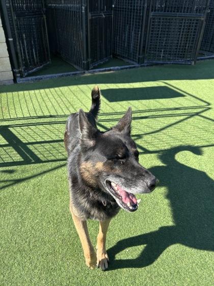 Raven, Adoptable, Adult Female Shepherd & Mixed Breed.