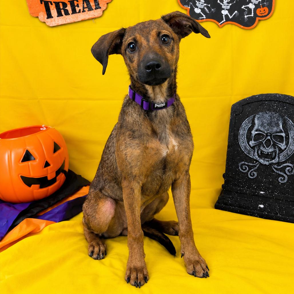 Buttercup, Adoptable, Puppy Female Chihuahua.