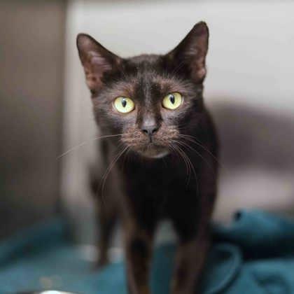 Enlarge Minty, a Adoptable mixed breed in Atlanta, GA image 2/3