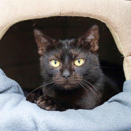 Enlarge Minty, a Adoptable mixed breed in Atlanta, GA image 3/3